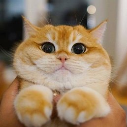 ���� Fillin, ������, 44 ���� - ��������� 7 ����� 2025