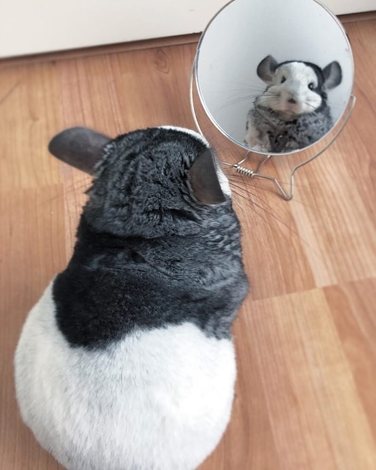  coa    ac, a   oo, o  x y a! - 5