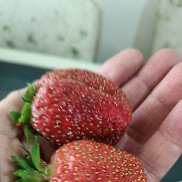 , 45 , 