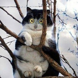 Show, ������������, 36 ���