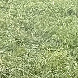 ������, ���, 37 ���