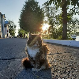 Pasha, �������, 38 ���