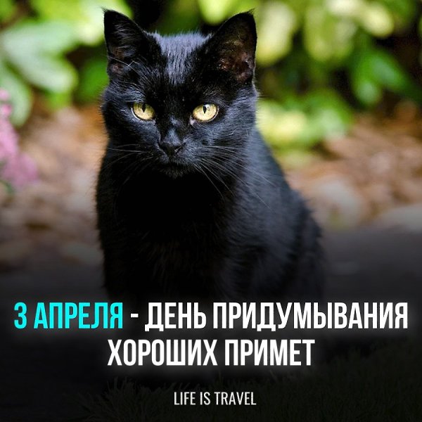 Черная кошка - к беде? Как бы не так! Сегодня день, когда можно придумать свои приметы, а главное ...