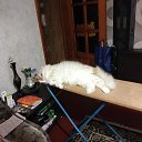 ���� ����, ������, 41 ��� - ��������� 16 ��� 2025 � ������ ���� ����������
