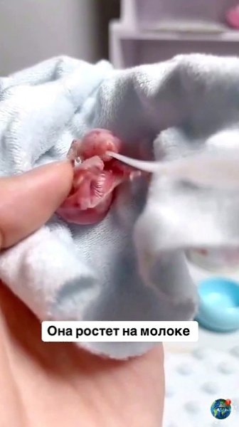 o  oa e o, e cae o oopoe cc pe
