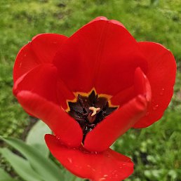 Фото Водолейка Violeta, Дортмунд, 62 года Водолейка Violeta, Дортмунд, 62 года