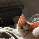 ���� �����, �����-���������, 21 ��� - ��������� 8 ������ 2023 � ������ ���� ����������