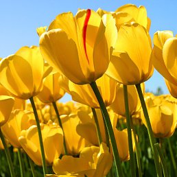 ����, �����-��������, 59 ���