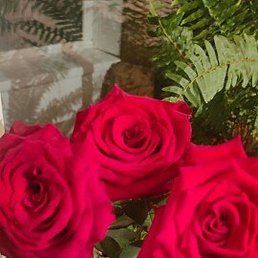 ��������, �����, 44 ����