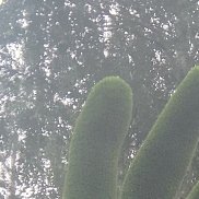 �����, 50 ���, ������