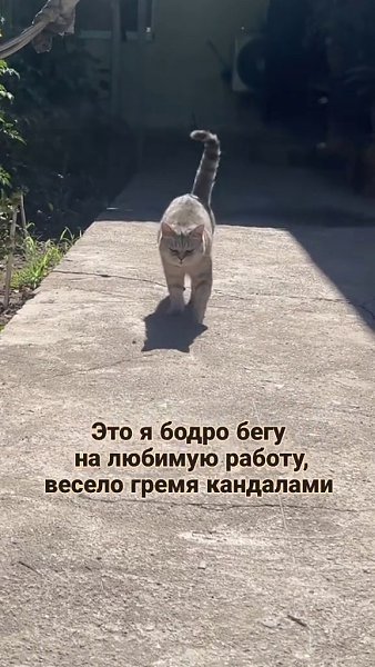 ����������� ���� �������)