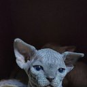 ���� ����, ���������, 32 ���� - ��������� 14 ������ 2026 � ������ ���� ����������