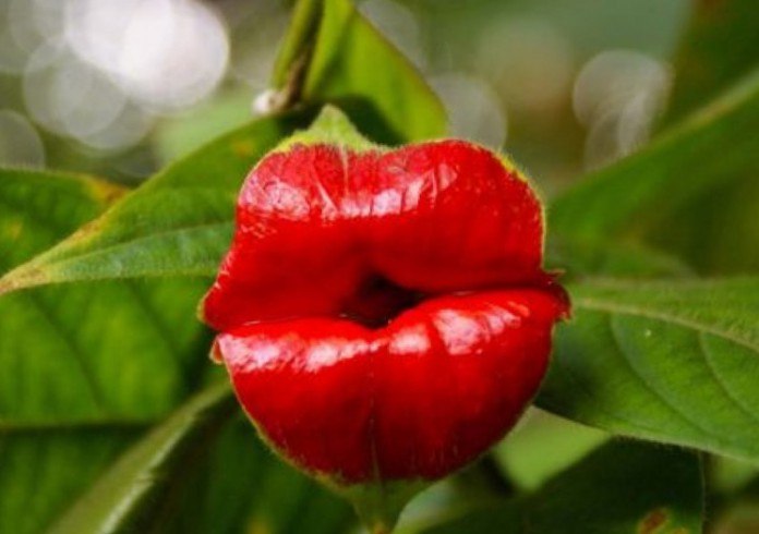 Психотрия возвышенная (Psychotria elata). Этот удивительный по красоте цветок заслуженно носит ...