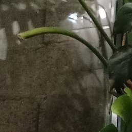 ������, ����������, 41 ���