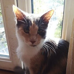 Izabella, �����, 67 ���