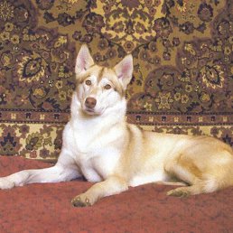 Husky, , 62 