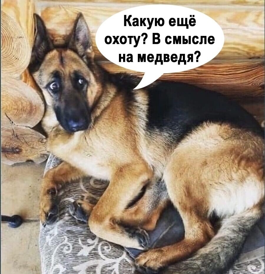 Современные собаки привыкли лежать дома и ничего не делать