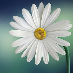 ��������� ������, ������, 24 ����