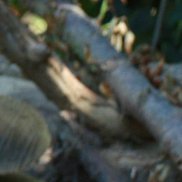 , 43 , 