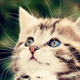 ����, ������, 61 ���