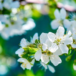 ��������, ������, 54 ����