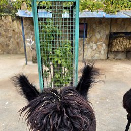 �����, ������������, 37 ���