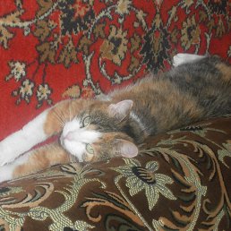 �����, �������