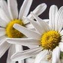 ���� ���������, ��������, 61 ��� - ��������� 3 ������ 2024 � ������ ������ ��������