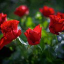 ���� ���������, �������-��������� - ��������� 29 ������� 2025 � ������ ������� ����������