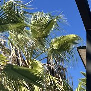 �������, 42 ����, ������