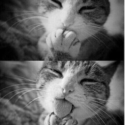 Stepan, �����-���������, 27 ���