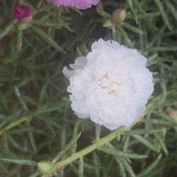 Sakim Kahn, ����, 82 ����