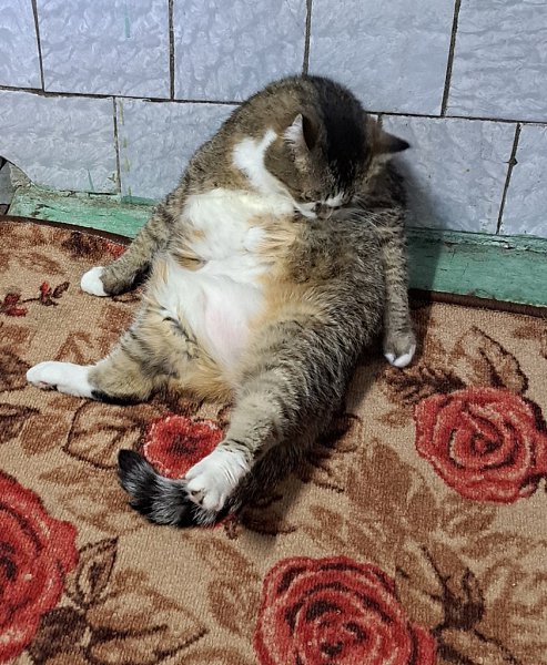 Я устала, не могу...., я вам завтра помогу....