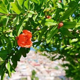 ������, ������, 34 ����