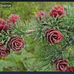 Suffix, ����, 46 ���