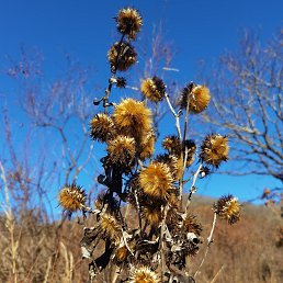 ���� ����., �����������, 37 ��� - ��������� 15 ������ 2026