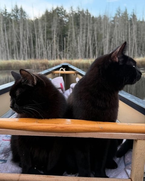 Человек берёт своих чёрных котеев с собой на рассветную рыбалку и делает какие-то невероятно ... - 6