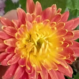 �����, �����������, 50 ���