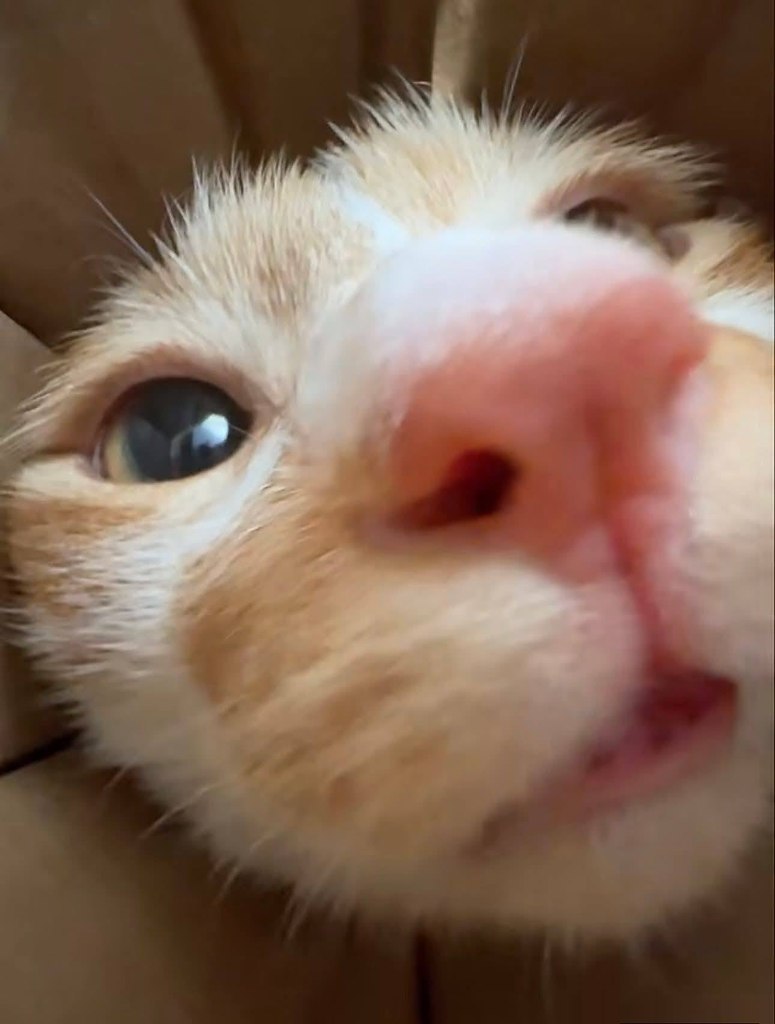 ��� ������� ��� - 4