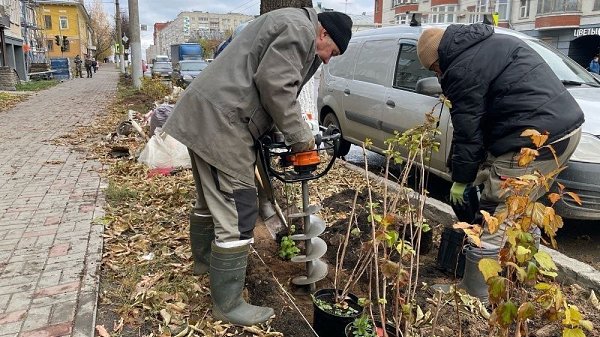 Новые яблони, лиственницы и туи высадят в Кирове.Закупку на поставку саженцев деревьев опубликовала ...