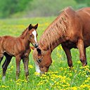 ���� �������, ������, 68 ��� - ��������� 25 ���� 2025 � ������ ������ ��������