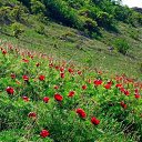 ���� ������, �����-���������, 52 ���� - ��������� 10 ����� 2024 � ������ ���� ����������