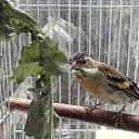 ���� Belle, ������ - ��������� 8 ������� 2025 � ������ ���� ����������