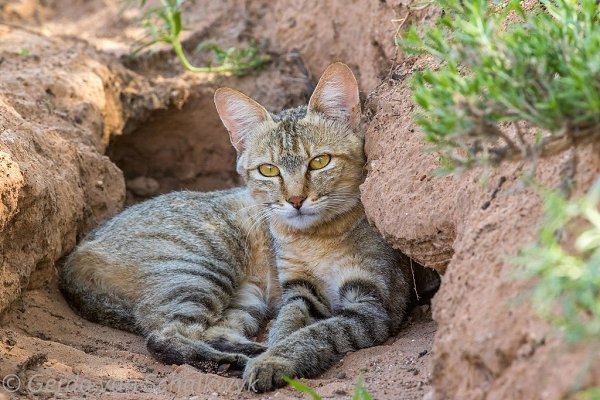 Степной или пятнистый кот — это животное из семейства кошачьих, подвида диких лесных кошек. Это один ... - 3