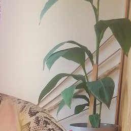 �����, ������ ��������, 55 ���