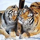 ���� Dreamjay, �����, 41 ��� - ��������� 18 ������ 2023 � ������ ������ ��������