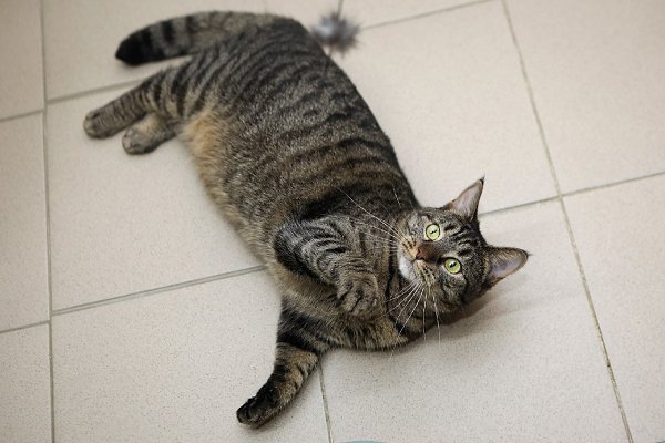 �����-���������.� ������ ����� ����� �������������� ���������!��������� ���������� ��������� ����. ... - 5