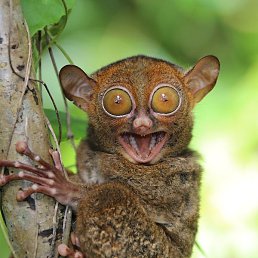 ������, ���������, 51 ���