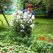 ��������, 57 ���, ������