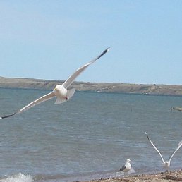 �����, ������, 53 ����